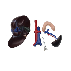 Vida tamaño Anatomía Humana hígado páncreas y el duodeno modelo cirugía médica modelo de pantalla - Product Image 6