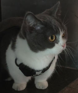 Ontsnappingsbestendige luxe kattenharnas- en riemset met print, lintjes, instapmodel, verstelbare gespsluiting, zacht nylon voor veilig wandelen buitenshuis - Product Image 2