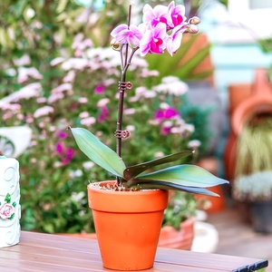 Ad alte prestazioni per piante in plastica rampicanti vite pinze a forma di farfalla orchidea fiore morsetti di supporto per gambi di frutta e verdura da giardino - Product Image 6