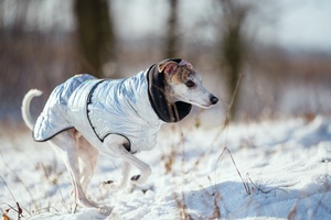 Qiqu – manteau chaud imperméable pour chien, nouveau, personnalisé, veste d'hiver pour chien, grand gabarit italien, <span class=keywords><strong>iggy</strong></span> - Product Image 4