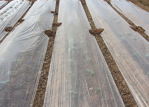 Plante Polyéthylène Bâches En Plastique argent <span class=keywords><strong>noir</strong></span> <span class=keywords><strong>film</strong></span> de paillis <span class=keywords><strong>agricole</strong></span> - Product Image 2