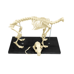 Diskon Besar Model Kerangka Anjing Kerangka Hewan PVC Canggih untuk Mengajar - Product Image 2