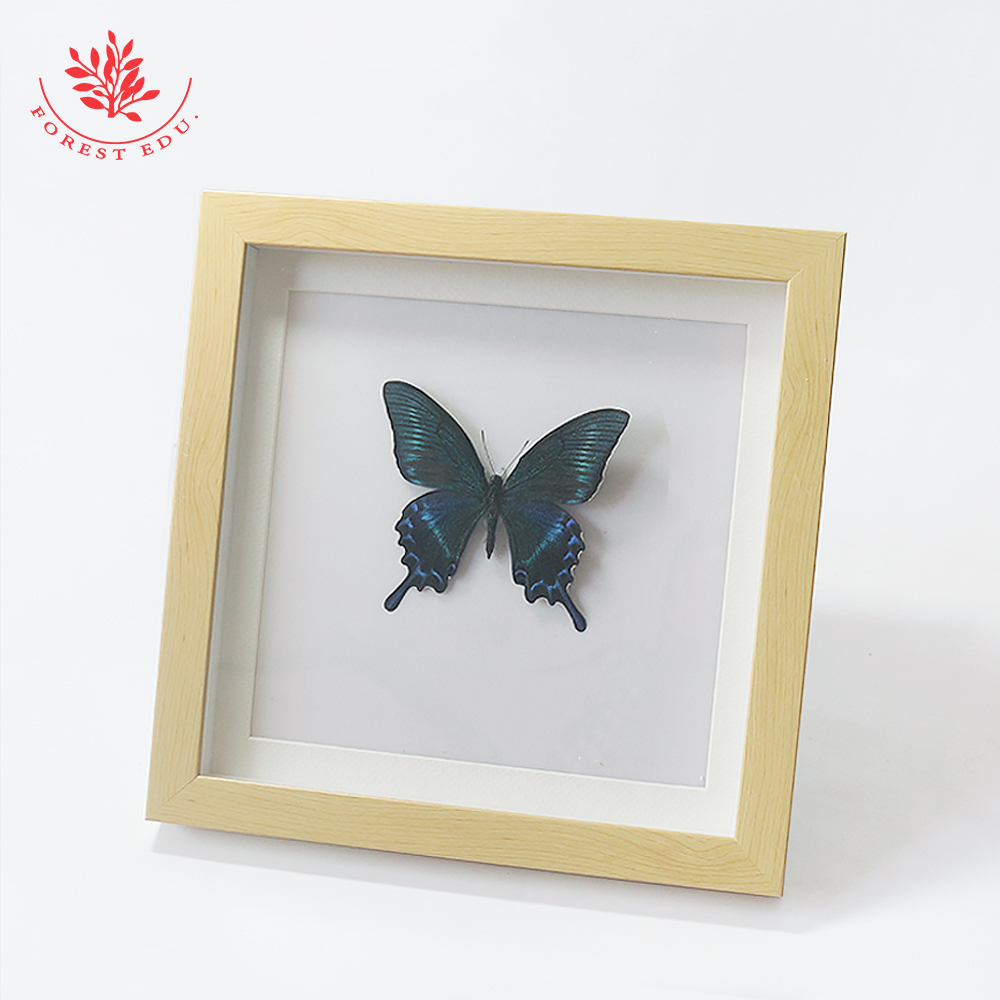 本物の昆虫標本生物動物標本教育サプライヤー本物の蝶標本工場