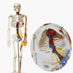 Modelo de esqueleto humano de cuerpo completo, 85cm, con corazón y vasos arterial