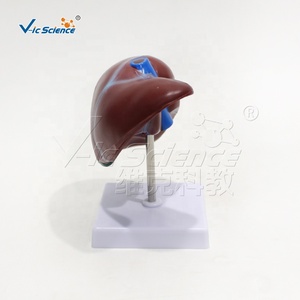 Modelo Anatómico de Hígado Ampliado en PVC con Codificación por Colores de la Vena Portal y Conductos Biliares para Enseñanza Médica, con Certificaciones CE, ISO, ROHS y CNAS - Product Image 5