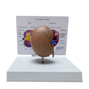 Modelo de Anatomía de Riñón de Gato (Saludable vs Patológico) - Herramienta de Enseñanza Veterinaria para la Demostración de la Estructura Renal y las Enfermedades - Product Image 3