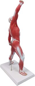 Miniatuur Spierstelsel Model 50 Cm Menselijke Spieranatomie Model Met Oppervlakkige Medische Model Spieren Anatomie - Product Image 3