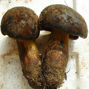 下巴新鲜野生蘑菇出口高品质野生牛肝菌