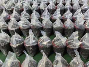 <span class=keywords><strong>Pierre</strong></span> de pluie noire polie en forme de coquille d'œuf, <span class=keywords><strong>zéolite</strong></span> naturelle, applications industrielles, matière première multicolore - Product Image 4