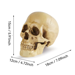 Résine Crâne Humain SKB24 Bar Décoration ou Halloween Cadeau Réaliste Crâne Humain Modèle Spécimen Artisanat - Product Image 2