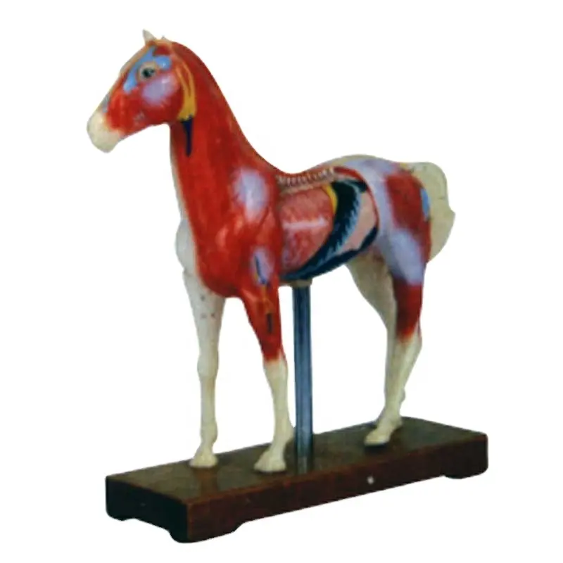 Horse Anatomy Medical model Anatomic Animal Model with Organs Skeleton Educational