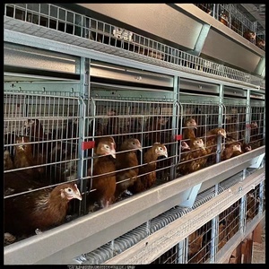 Nouvelle Cage <span class=keywords><strong>à</strong></span> Poules de Type H pour Pondeuses, Capacité 5000 Poulets, en Acier Galvanisé, Utilisation Agricole Automatique - Vente Chaude - Product Image 3