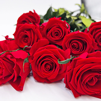 Großhandel Konservierte Rote und Weiße Langstielige Echte Rosen Ewige Blumen für Immer Haltend Valentinstag Geschenkblumen