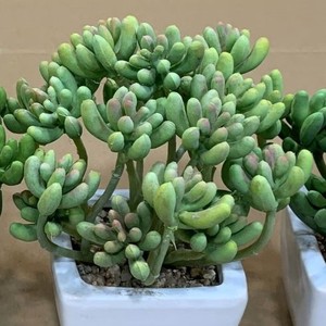 Tanaman sukulen buatan, tanaman Mini palsu dalam semen imitasi terlihat pot kecil realistis sukulen palsu dalam ruangan untuk ZR5013 - Product Image 5