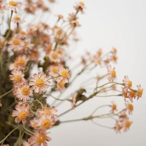 8 kleine Gänseblümchen Schaum blumen dekorationen Grenz überschreitende Außenhandels simulation für Hochzeit Weihnachten Valentinstag Neujahr - Product Image 1