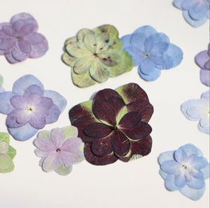 Hortensia <span class=keywords><strong>Macrophylla</strong></span> natural de doble flor, planta real seca y prensada para decoraciones de Navidad o Pascua - Product Image 3