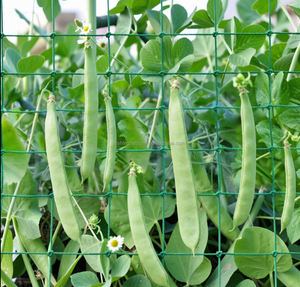 Malla de Soporte para Plantas de Primera Calidad, Máximo Rendimiento, Alta Densidad, Borde Firme, Ancho 1m 25cm, para Habas, Maximiza el Espacio, <span class=keywords><strong>España</strong></span> - Product Image 1
