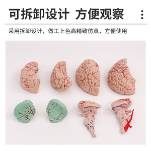 Modèle d'artère cérébrale, modèle d'anatomie du cerveau, modèle de cerveau, modèle de tige cérébrale, modèle de structure du cerveau, neurologie - Product Image 4