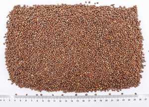 بذرة الفجل المخبوزة بالسائل المنوي رافاني أدوية عشبية صينية عالية الجودة بيع بالجملة سعر منخفض تصدير من المصنع مباشرة - Product Image 3