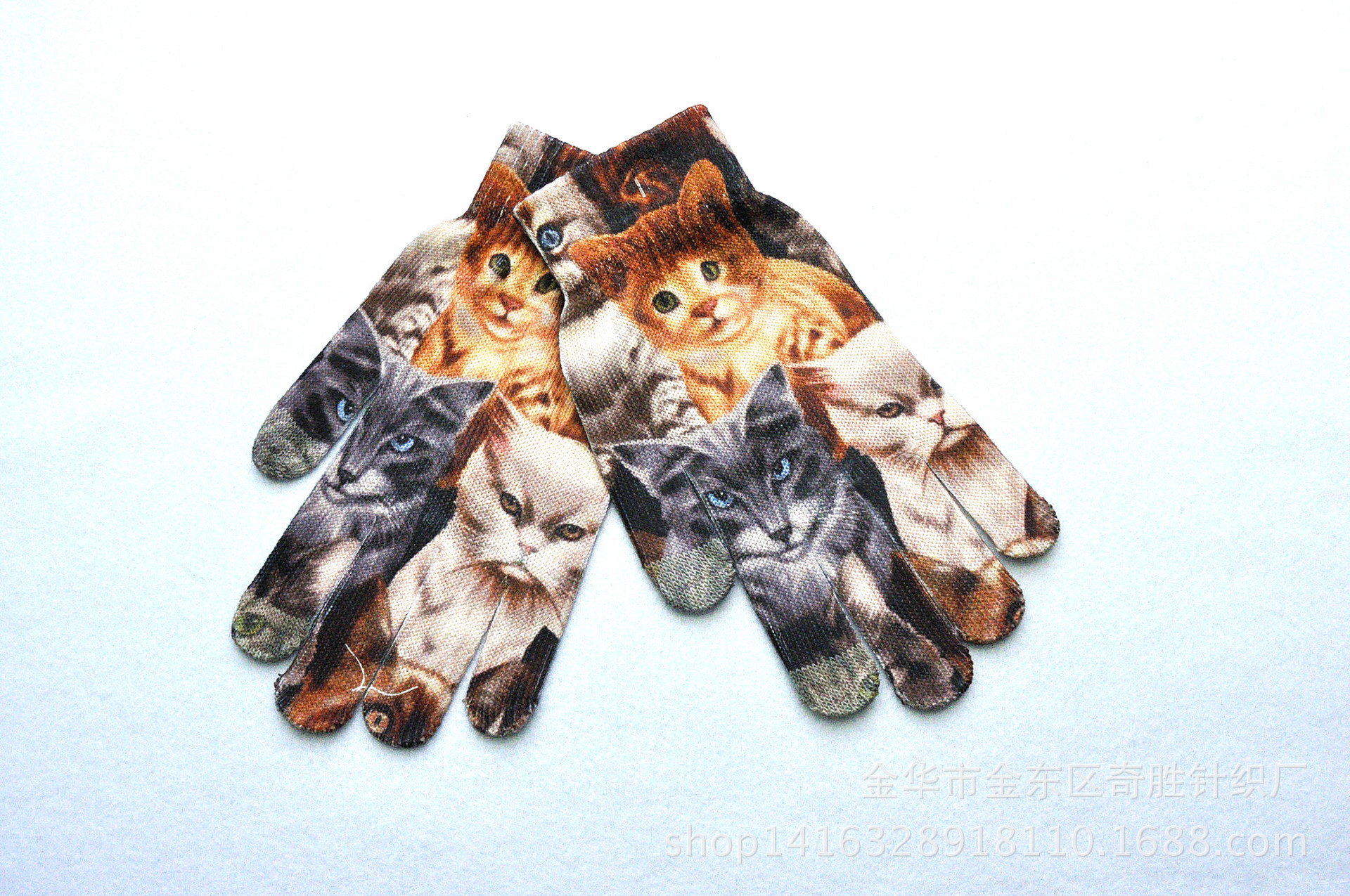 gatto