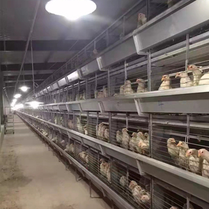 Système de cages à poules pondeuses entièrement automatique de type H, best-seller, adapté aux fermes avicoles commerciales - Product Image 2