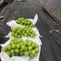 Premium Export Groene Druiven Hoge Suikergehalte Grote Bes 12g Vers Fruit Zonneschijn Roos Druiven voor Supermarkt