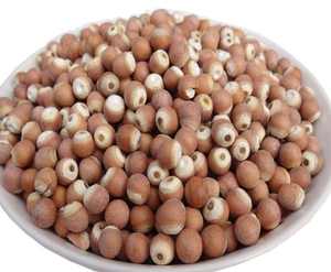 Sementes de Fruta Gorgon de Alta Qualidade Fornecimento em Lote Comestível Euryale Ferox para o Mercado Global - Product Image 4