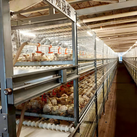Système de cages en batterie automatiques de type H pour poulets de chair, en acier galvanisé à chaud, équipement avicole à grande échelle