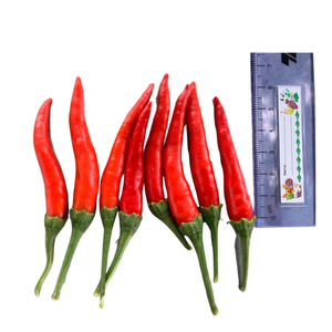 Pimientos rojos congelados de alta calidad, Chile fresco, bebidas alimenticias agrícolas hechas en Vietnam, venta al por mayor, especias procesadas crudas - Product Image 2