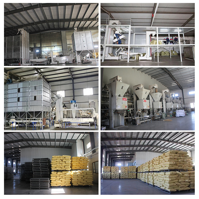 Fast Delivery Best Quality Bird Food White Bulk Sunflower Seeds 361