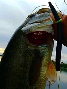 Aangepaste Senko Wormen Vishaken Gootsteen-O-Ring Gekke <span class=keywords><strong>Rig</strong></span> Kit O Ring Geen Gereedschap Nodig Gebruik Rigs - Product Image 6