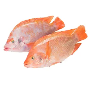 China mejor tilapia roja orgánica congelada fresca para la venta800g Tilapia negra entera redonda Tilapia roja congelada