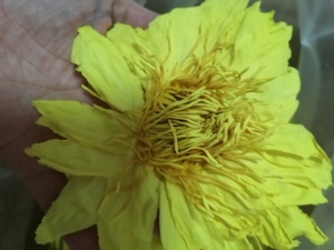 Nymphaea parfumée séchée brute fleur jaune Nymphaea Ampla fleurs jaunes naturelles Nymphaea Ampla pour le thé - Product Image 5