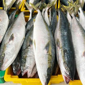 Premium Frozen Yellowtail Fish Wild Caught Proveedor de exportación al por mayor Mariscos a granel para restaurantes Servicio de alimentos y supermercados - Product Image 3