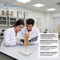 Modelo de Vértebras Cervicales Articuladas con Disco Intervertebral y Nervio para Entrenamiento de Rehabilitación y Masaje, con Certificaciones CE/ISO/ROHS/CNAS