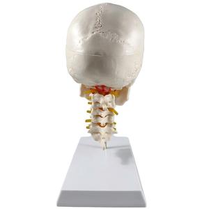 Modelo de Cráneo Blanco de PVC de 3 Partes con 7 Vértebras Cervicales - Herramienta Educativa de Anatomía - Product Image 3