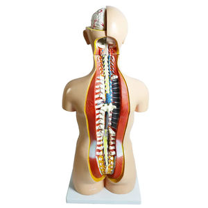 Modelo de torso humano de ambos sexos, piezas desmontables, modelo de anatomía médica, edición profesional - Product Image 2