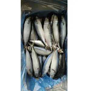 Hot Sale Seafood Good Quality Rwanda Market 100-200G Frozen Pacific Mackerel