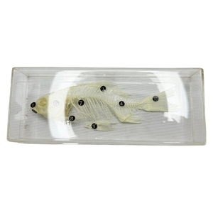 <span class=keywords><strong>Esqueleto</strong></span> <span class=keywords><strong>de</strong></span> pescado modelo bio laboratorio <span class=keywords><strong>de</strong></span> la escuela clase muestra enseñanza SIDA - Product Image 1