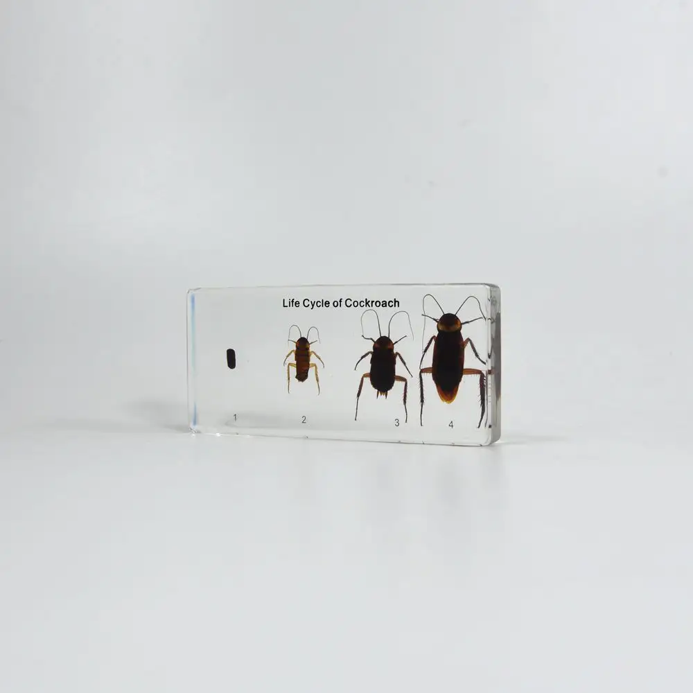 Реальные насекомые консервированные тараканы жизненного цикла школьное учебное оборудование 3D пластиковые модели образцов для коллекции