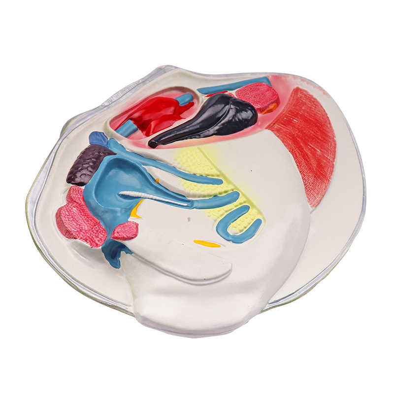 Biological anatomy structure enlarged teaching model Freshwater mussel anatomy model