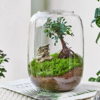 Vente en gros de terrariums de plantes à air vides en verre transparent de qualité supérieure grand bol à bonbons écologique vase de plantes en verre de cactus succulent