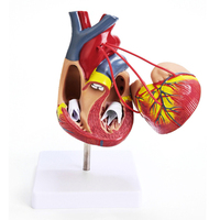 Modèles de dissection de coeur humain de PVC d'approvisionnement direct d'usine de bonne qualité