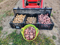 Vente en gros Mini-récolteuse de pommes de terre automatique à 3 points à une rangée Boîte de vitesses pour la récolte de carottes de manioc avec roulement à engrenages