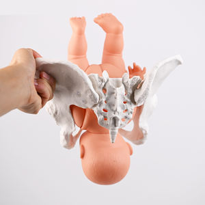 PVC allattare bacino manichino insegnamento medico modello bambino con il bacino femminile flessibile modello di <span class=keywords><strong>scheletro</strong></span> dell'anca formazione - Product Image 3