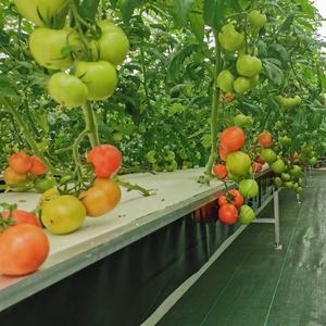 Système de plantation hydroponique XPS EPS, <span class=keywords><strong>Culture</strong></span> <span class=keywords><strong>en</strong></span> eau profonde pour Agriculture, - Product Image 2