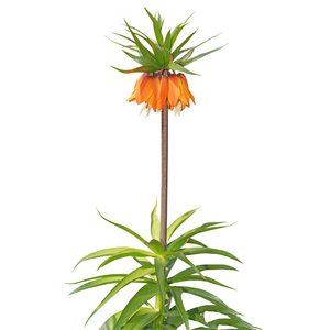 ลด<span class=keywords><strong>ราคา</strong></span>สุดคุ้ม คุณภาพสูง สารสกัดจากคาลาเดียมธรรมชาติ 100% เพื่อสุขภาพที่ดี - Product Image 2