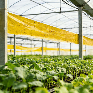 Trampas Adhesivas Amarillas en Rollo, Control Físico de Plagas, Tabla de Pegamento para Insectos de Doble Cara para Protección de Plantas en Invernaderos, Agricultura y Granjas - Product Image 6