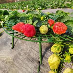 DD3184 garder les fraises de la pourriture croissance des plantes escalade supports vigne pilier cadre pratique fraises supports <span class=keywords><strong>pour</strong></span> jardin - Product Image 3