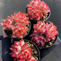Succulentes de grande taille en gros pour l'aménagement paysager et la décoration de jardins extérieurs, variétés assorties